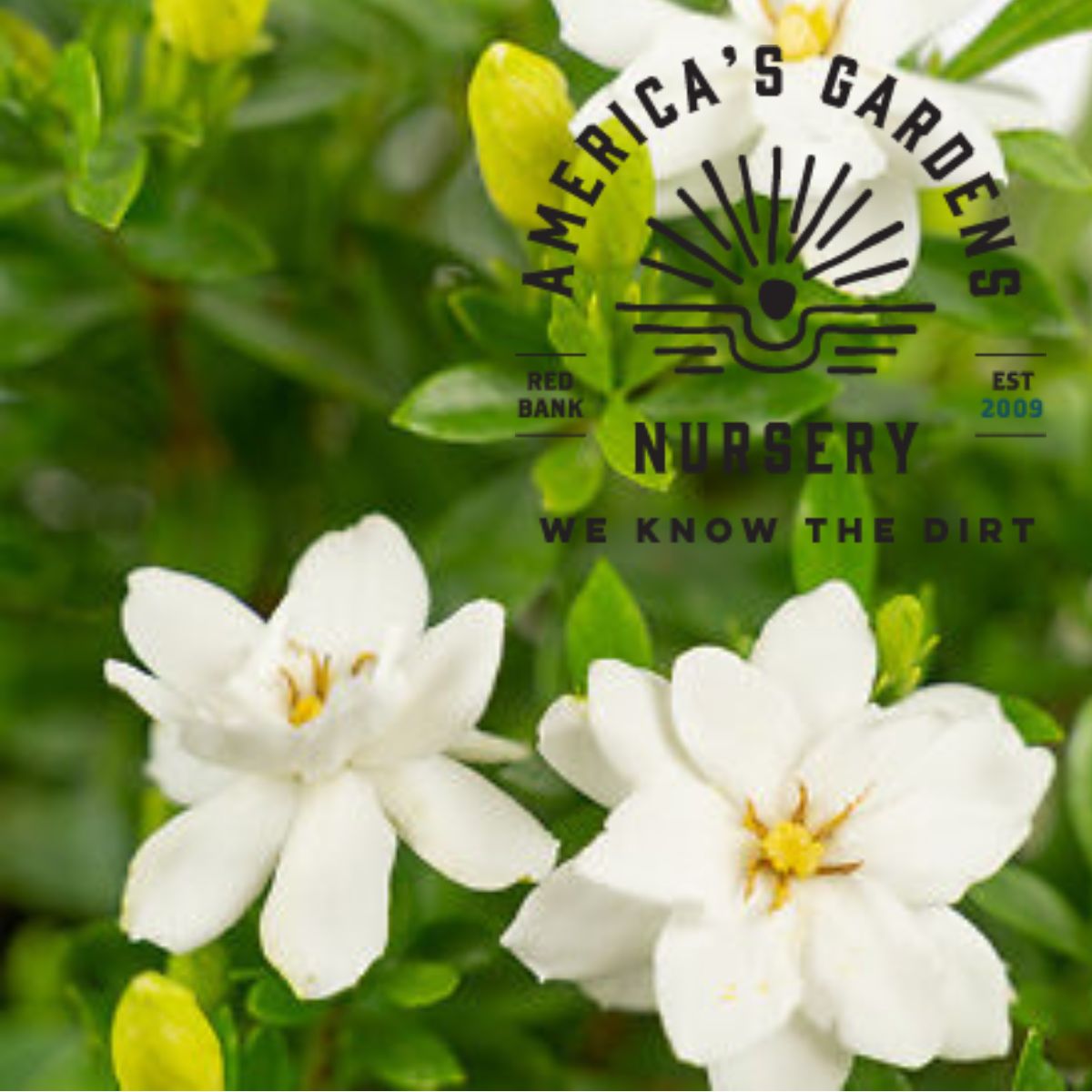 Fool Proof Gardenia - America's Gardens Nursery