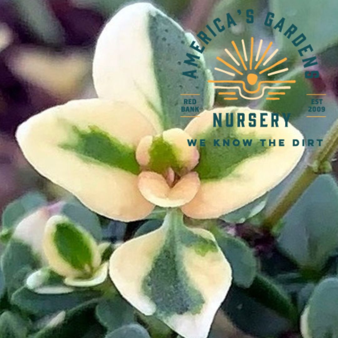 Foxley Thyme - America's Gardens Nursery