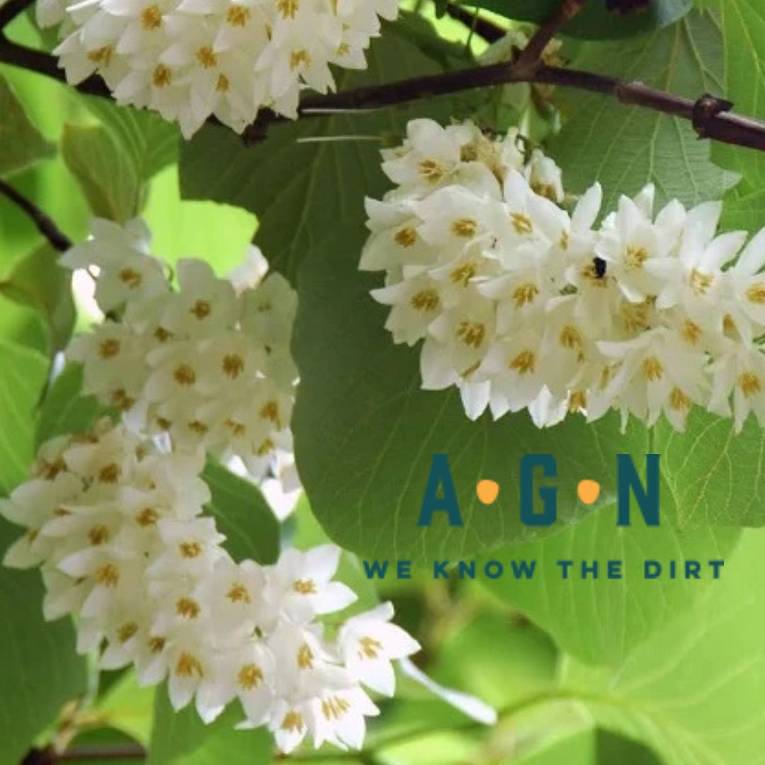 Fragrant Snowbell - America's Gardens Nursery
