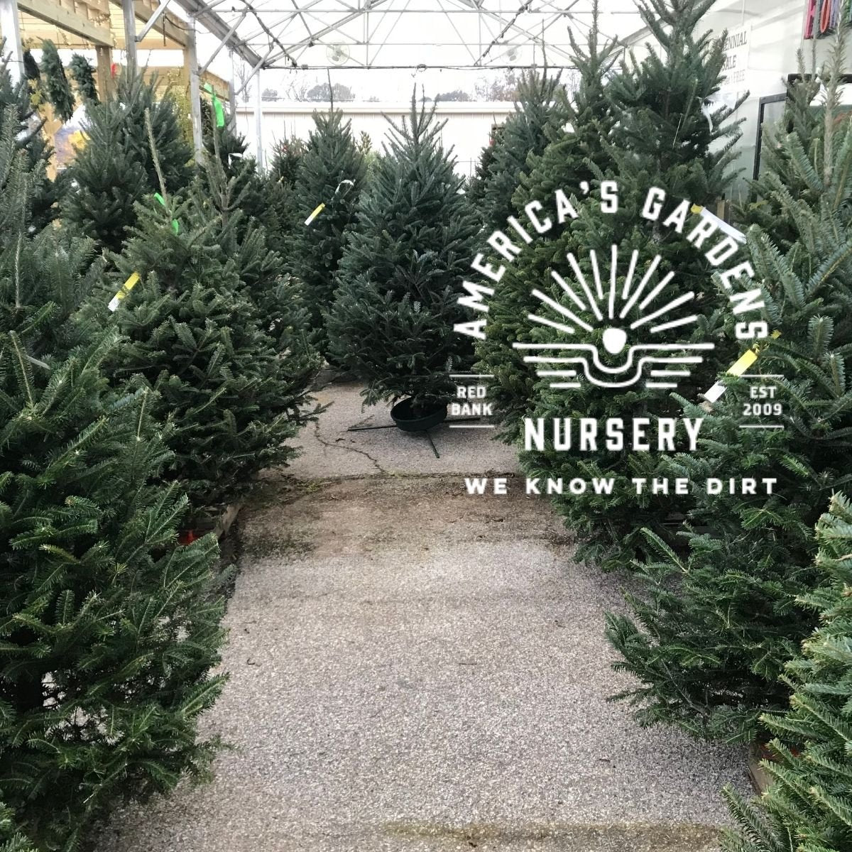 Fraser Fir Christmas Trees - America's Gardens Nursery