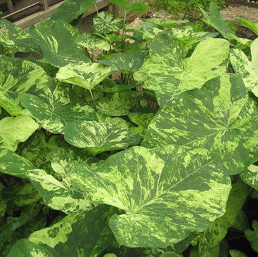 Caladium Plants