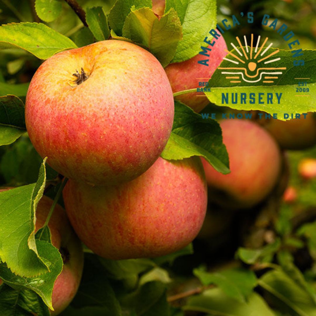 Fuji Apple Tree - America's Gardens Nursery