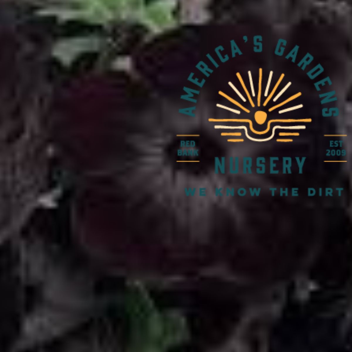 Fun House Black Widow Petunias - America's Gardens Nursery