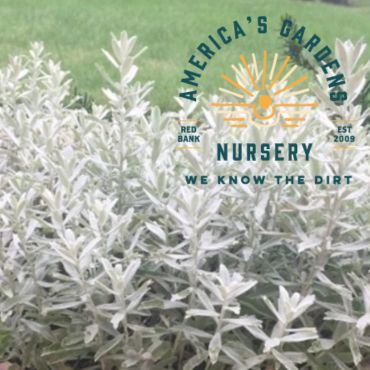 Garden Ghost Artemisia - America's Gardens Nursery