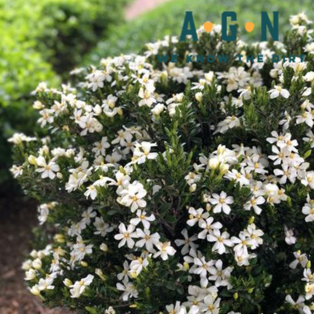 Gardenia Daisy - America's Gardens Nursery