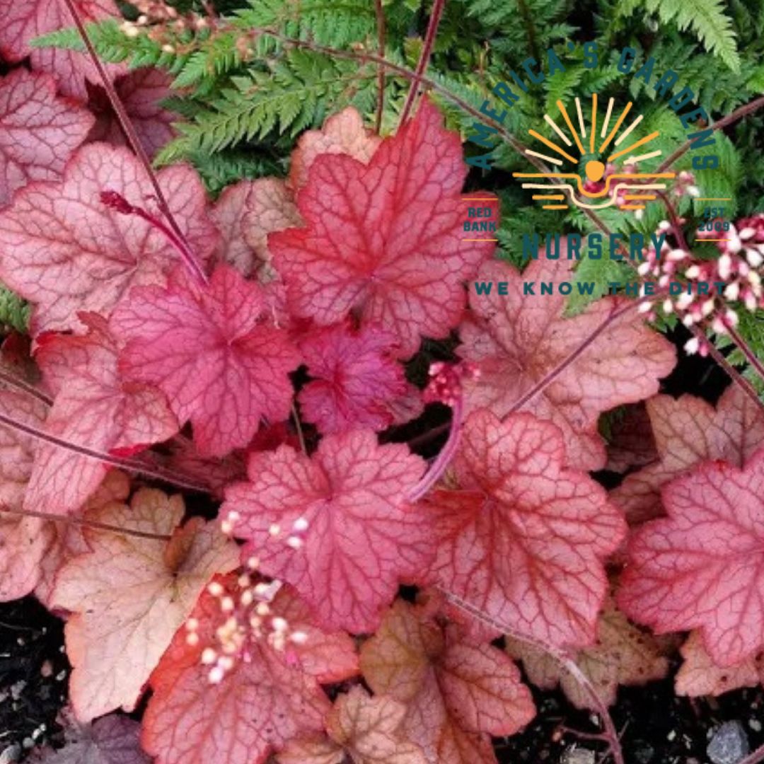 Georgia Peach Heuchera (Coral Bells) - America's Gardens Nursery