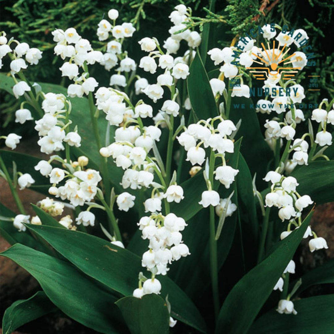 white giant lily Giant Bordeaux Lily of the Valley – America's Gardens Nursery