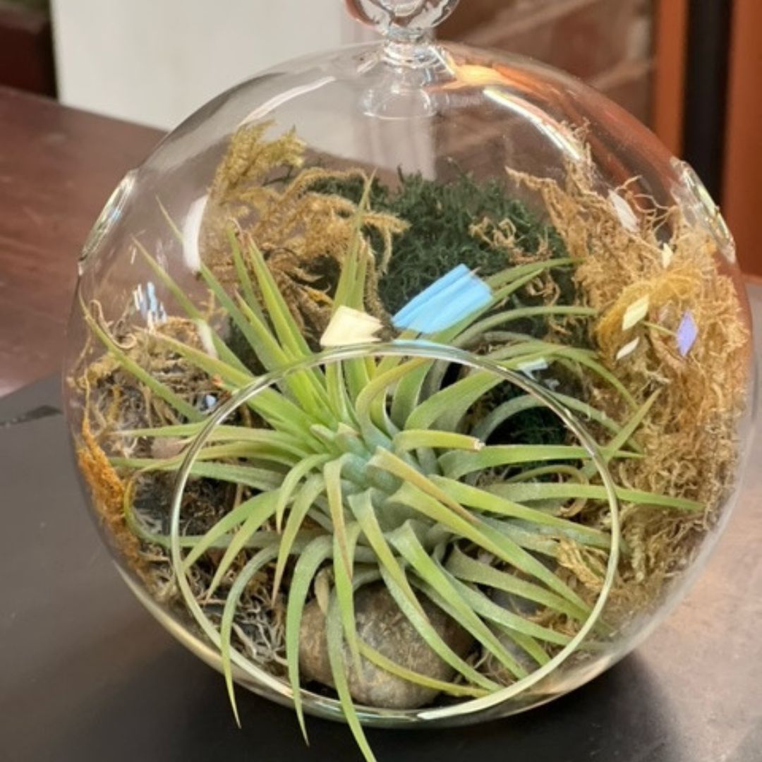 Glass Terrariums - America's Gardens Nursery