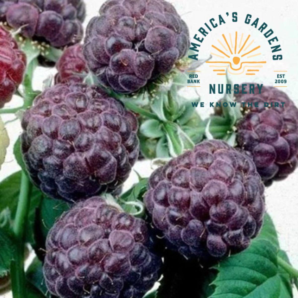 Glencoe Raspberry - America's Gardens Nursery