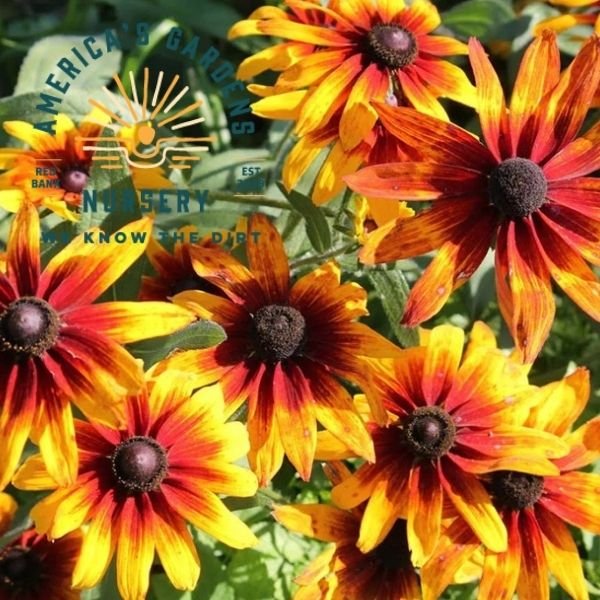 Gloriosa Daisy - America's Gardens Nursery
