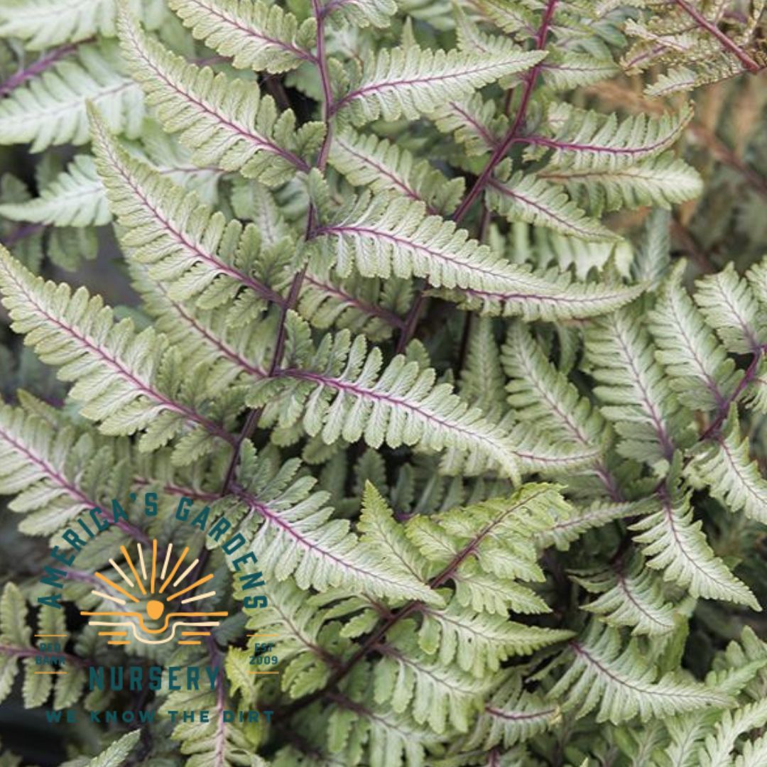 Godzilla Painted Fern - America's Gardens Nursery