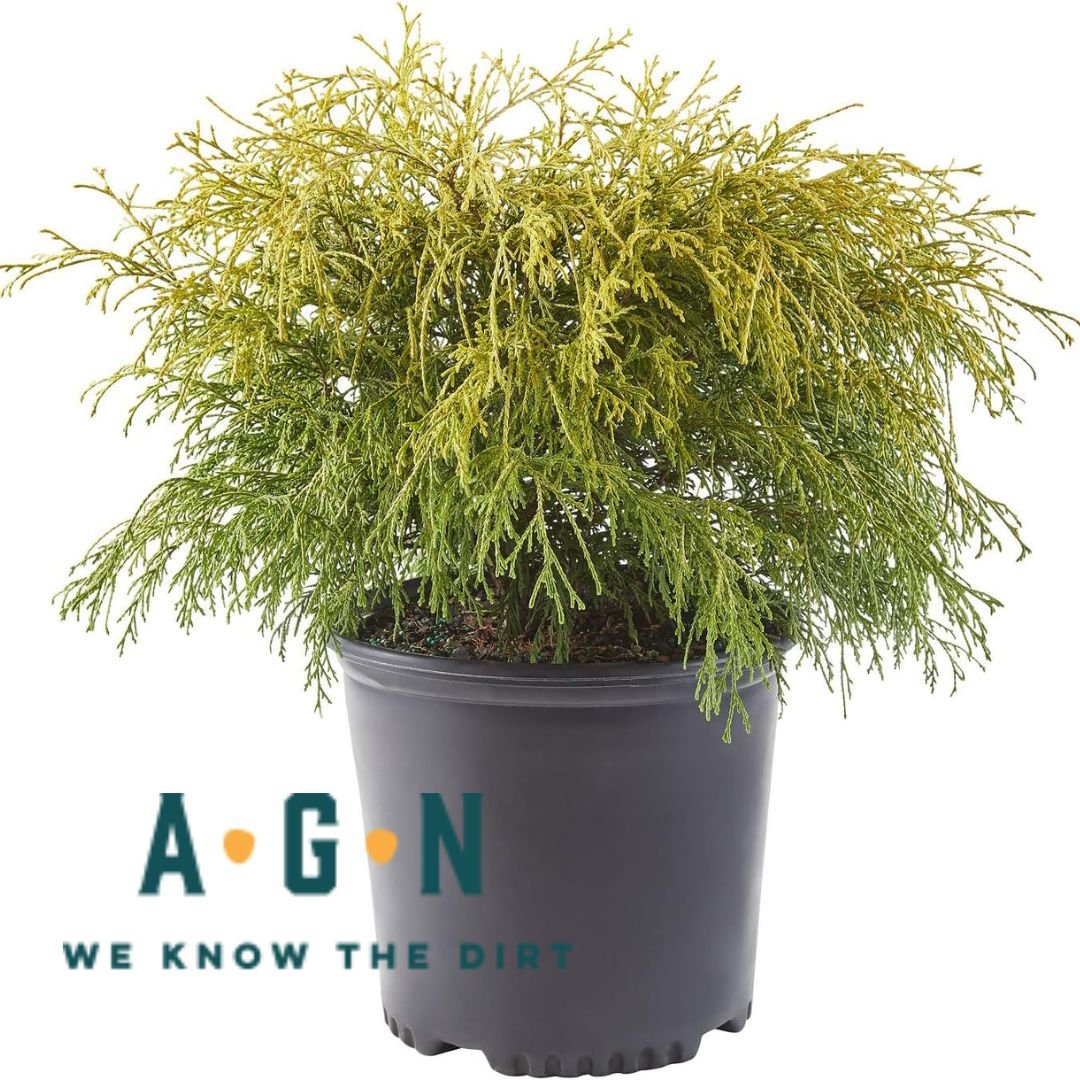 Gold Mop Cypress - America's Gardens Nursery