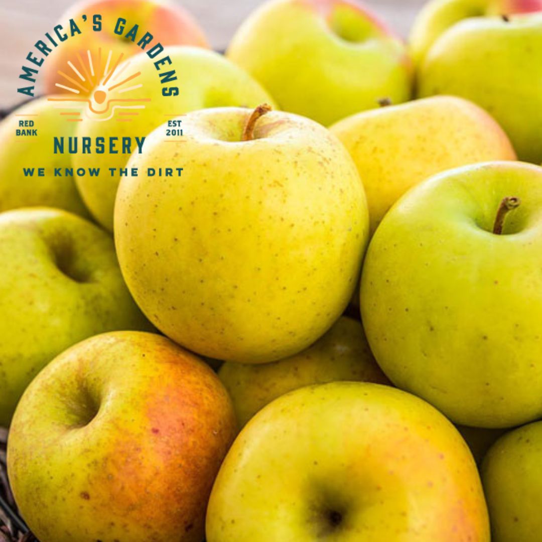 Gold Rush Apple Tree - America's Gardens Nursery