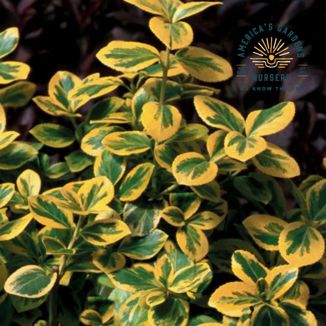 Gold Splash Euonymus (Wintercreeper) - America's Gardens Nursery