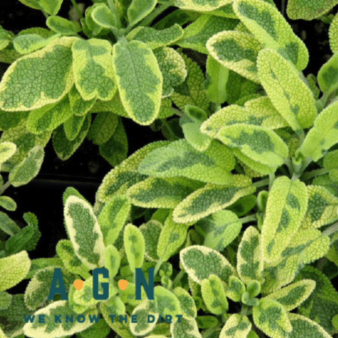 Golden Sage - America's Gardens Nursery
