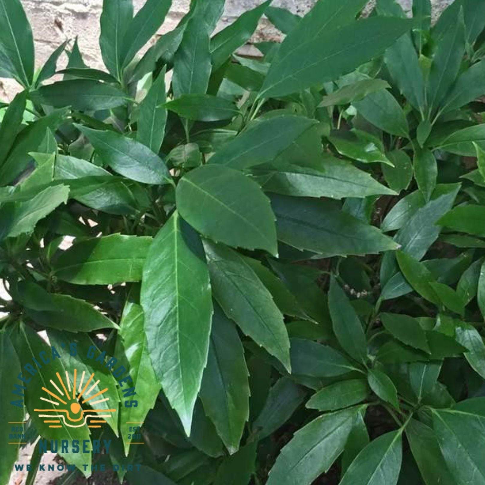 Green Aucuba - America's Gardens Nursery