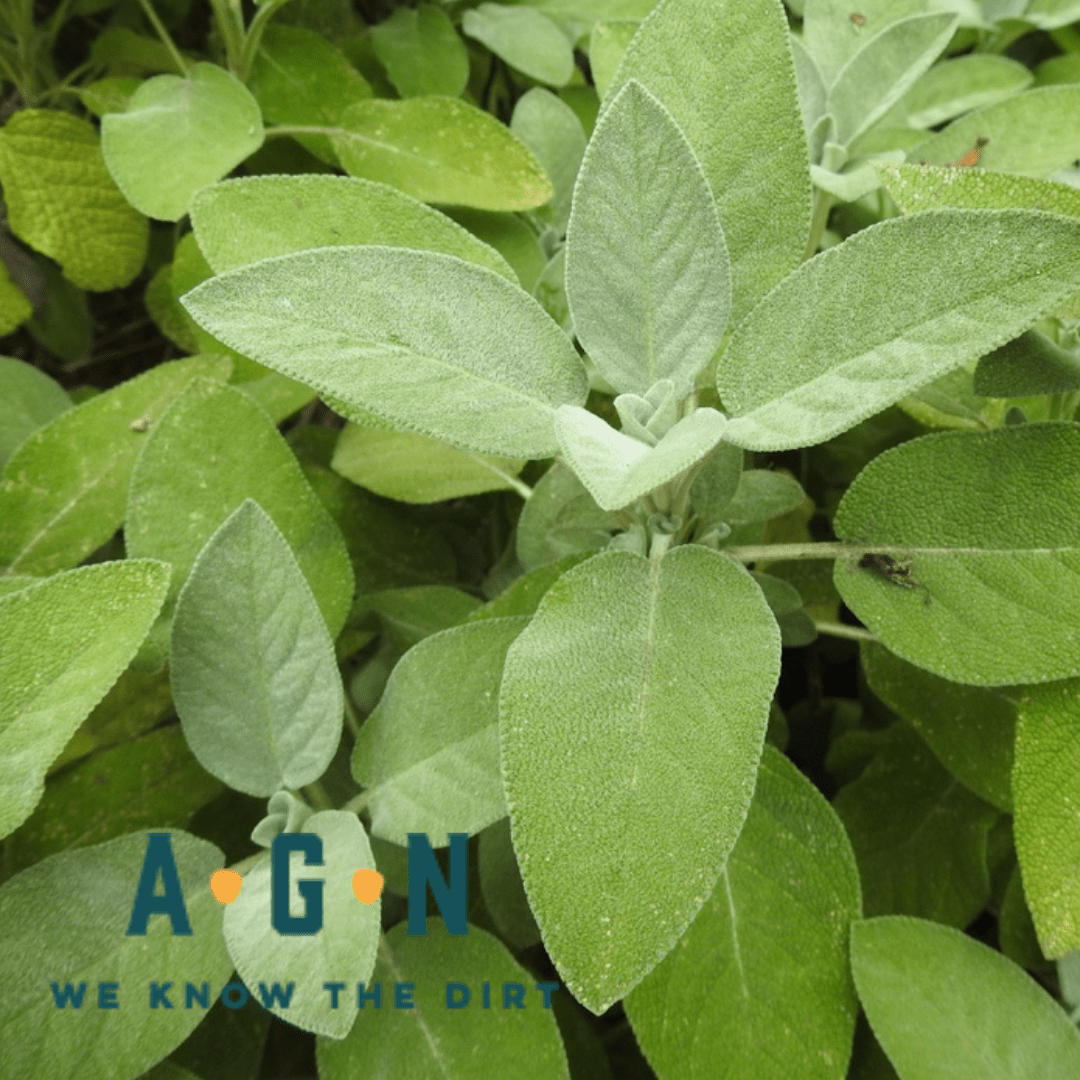 Green Garden Sage - America's Gardens Nursery
