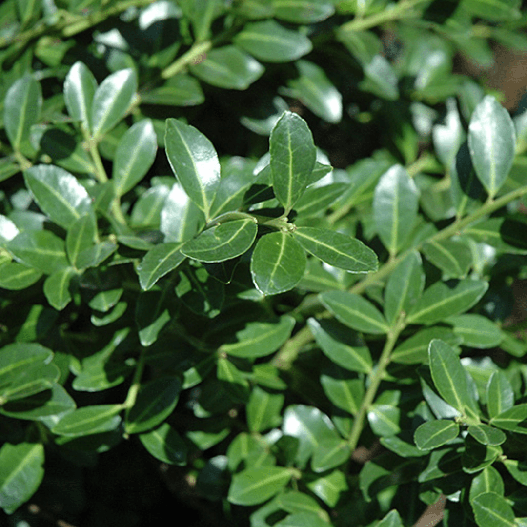 Green Luster Holly - America's Gardens Nursery