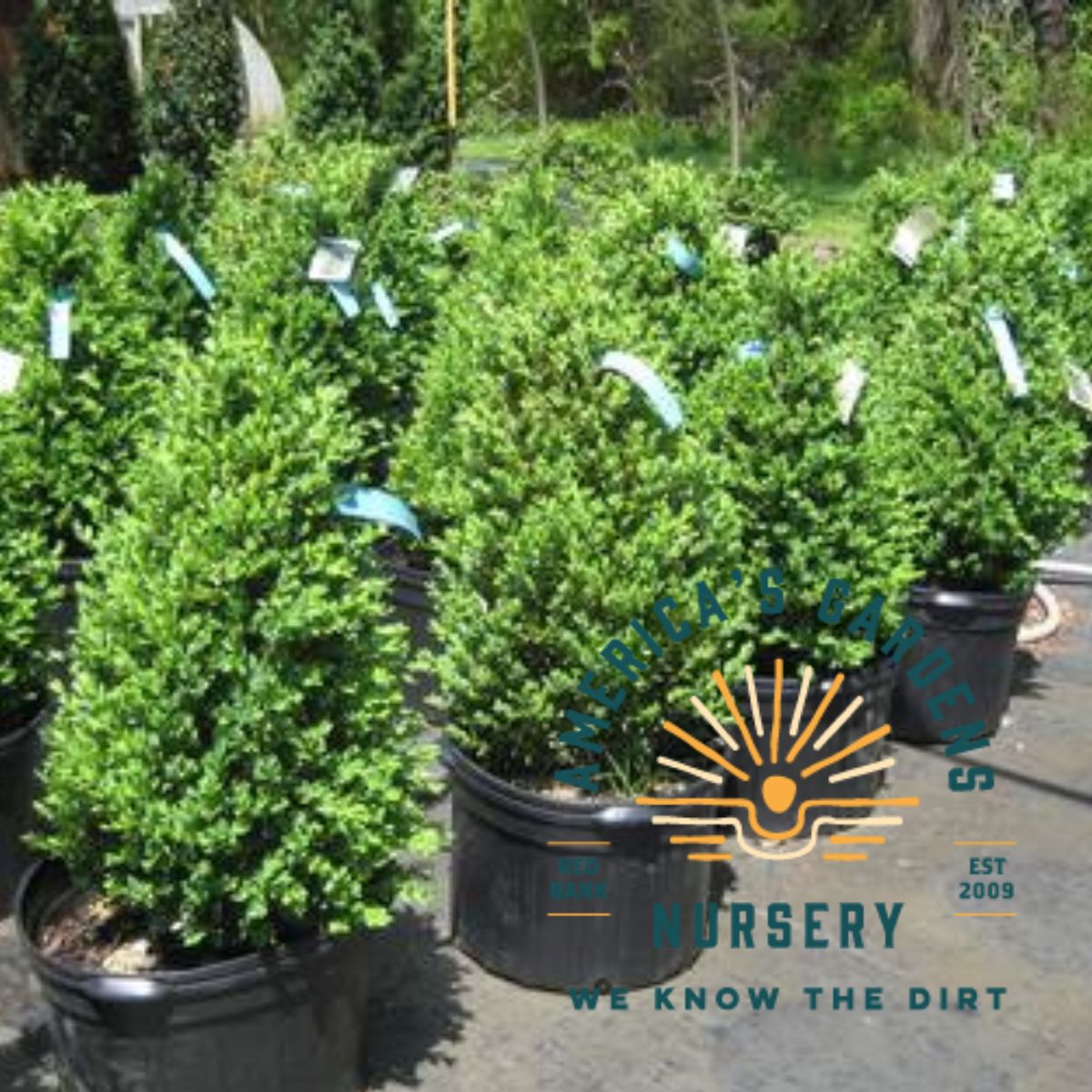 Green Mountain Boxwood - America's Gardens Nursery