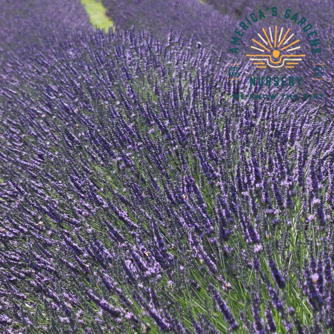 Grosso Lavender - America's Gardens Nursery