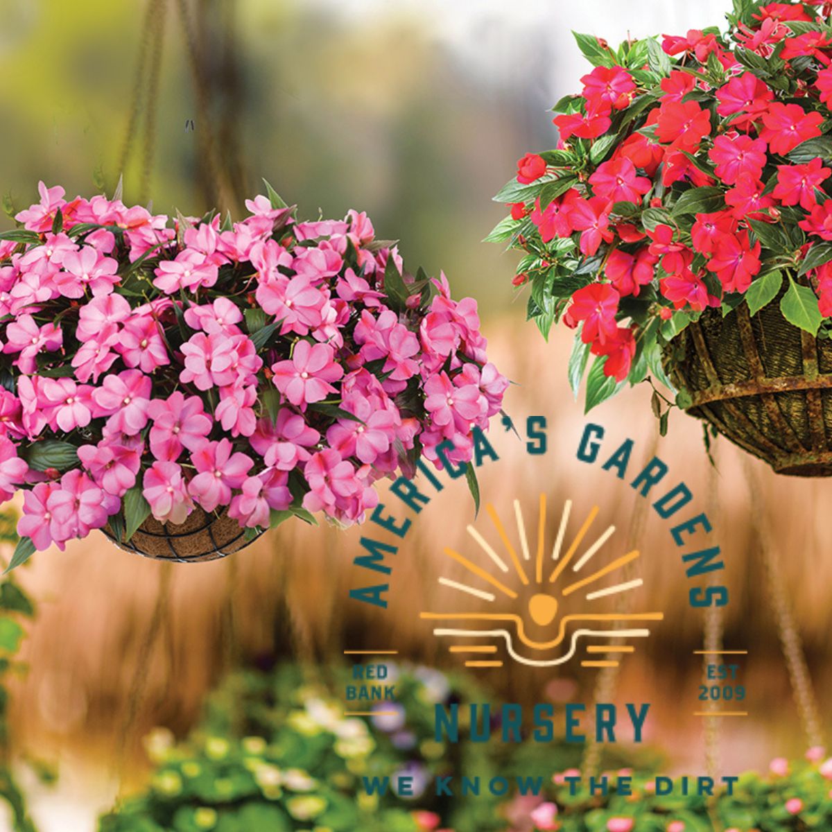 Harmony New Guinea Colorfall Impatiens - America's Gardens Nursery