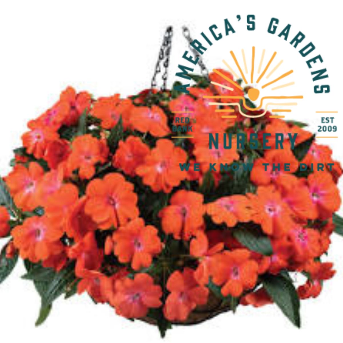 Harmony New Guinea Colorfall Impatiens - America's Gardens Nursery