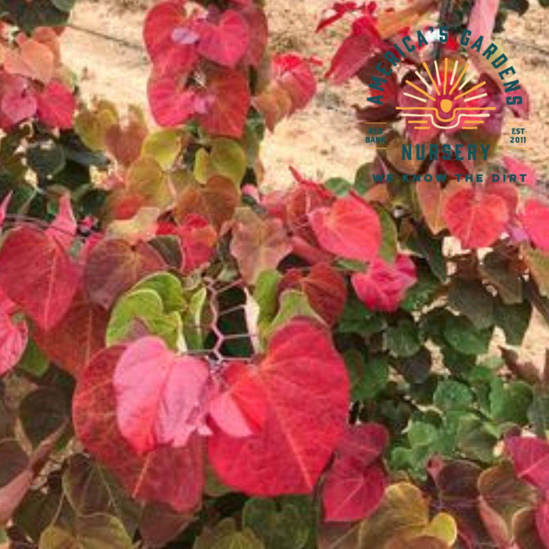 Hearts A Fire Redbud Tree - America's Gardens Nursery