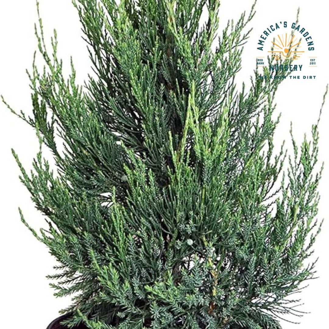 Hetzi Column Juniper - America's Gardens Nursery
