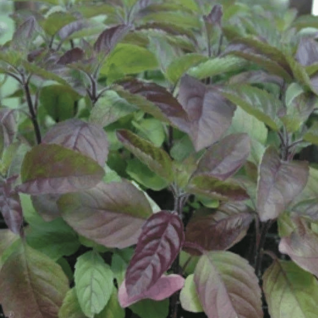 Holy Basil, Tulsi Krishna Plant - America's Gardens Nursery