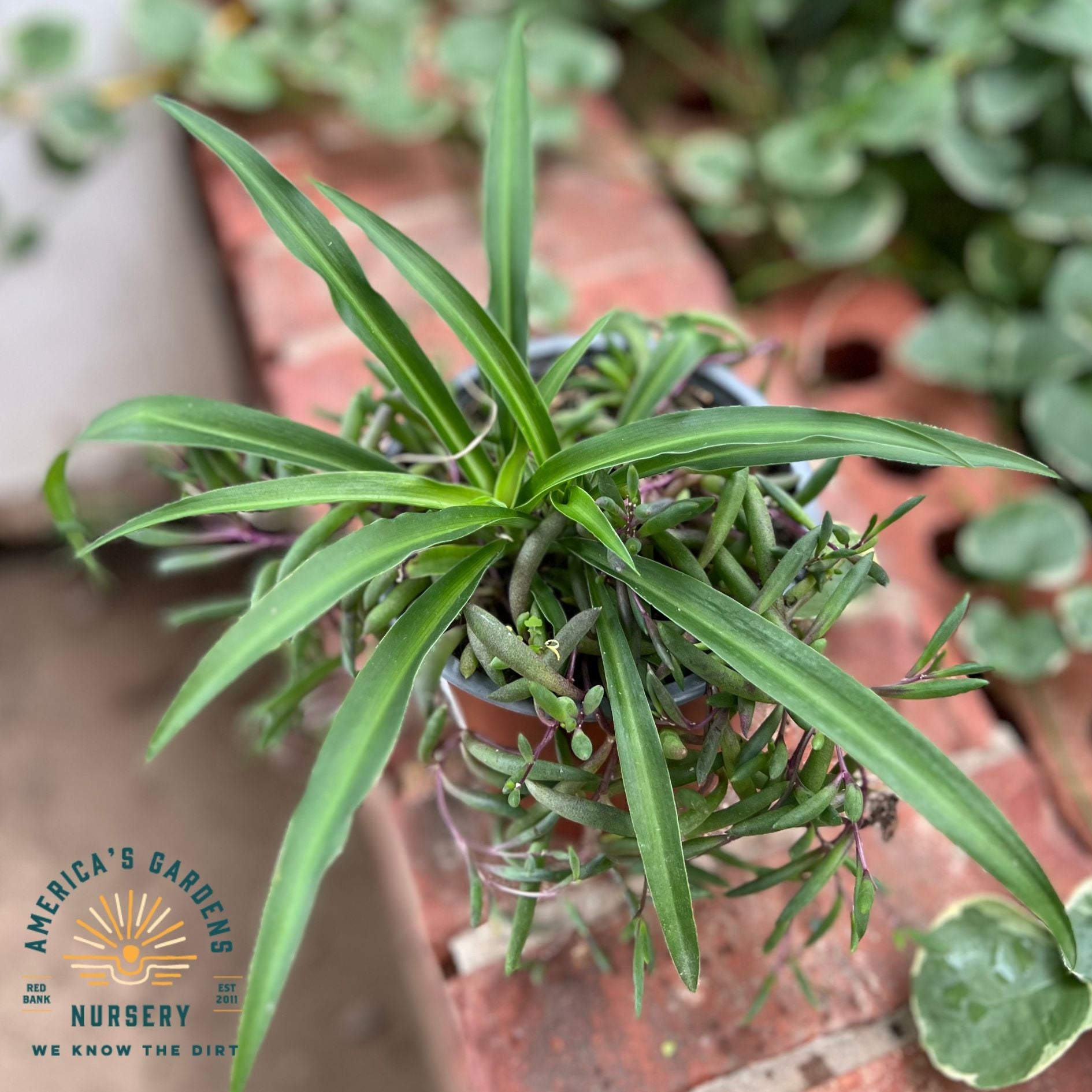 Houseplants Assorted - America's Gardens Nursery