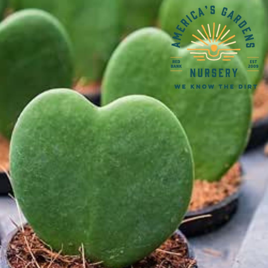 Hoya Kerrii - America's Gardens Nursery