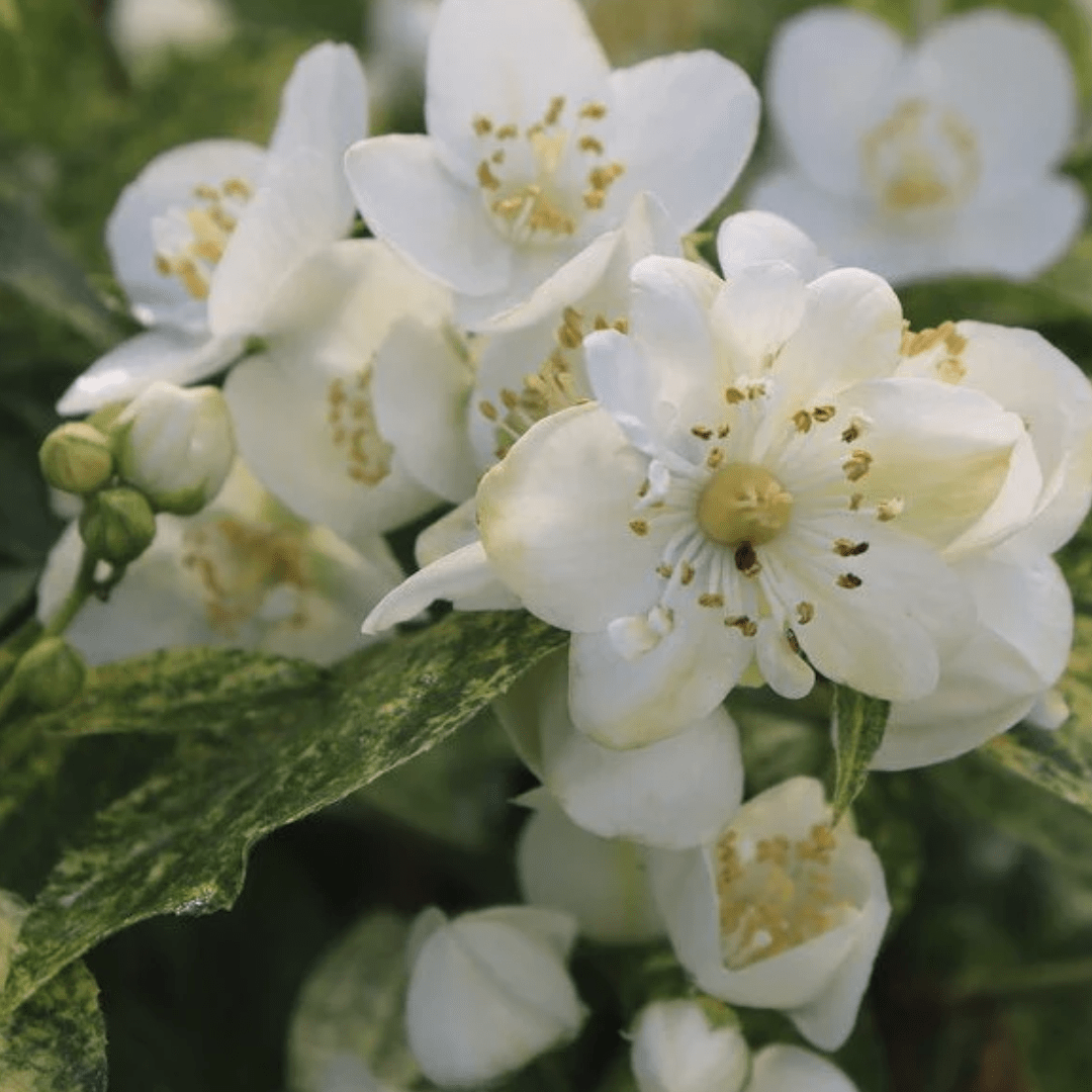 Illuminati Sparks Mock Orange Shrub - America's Gardens Nursery