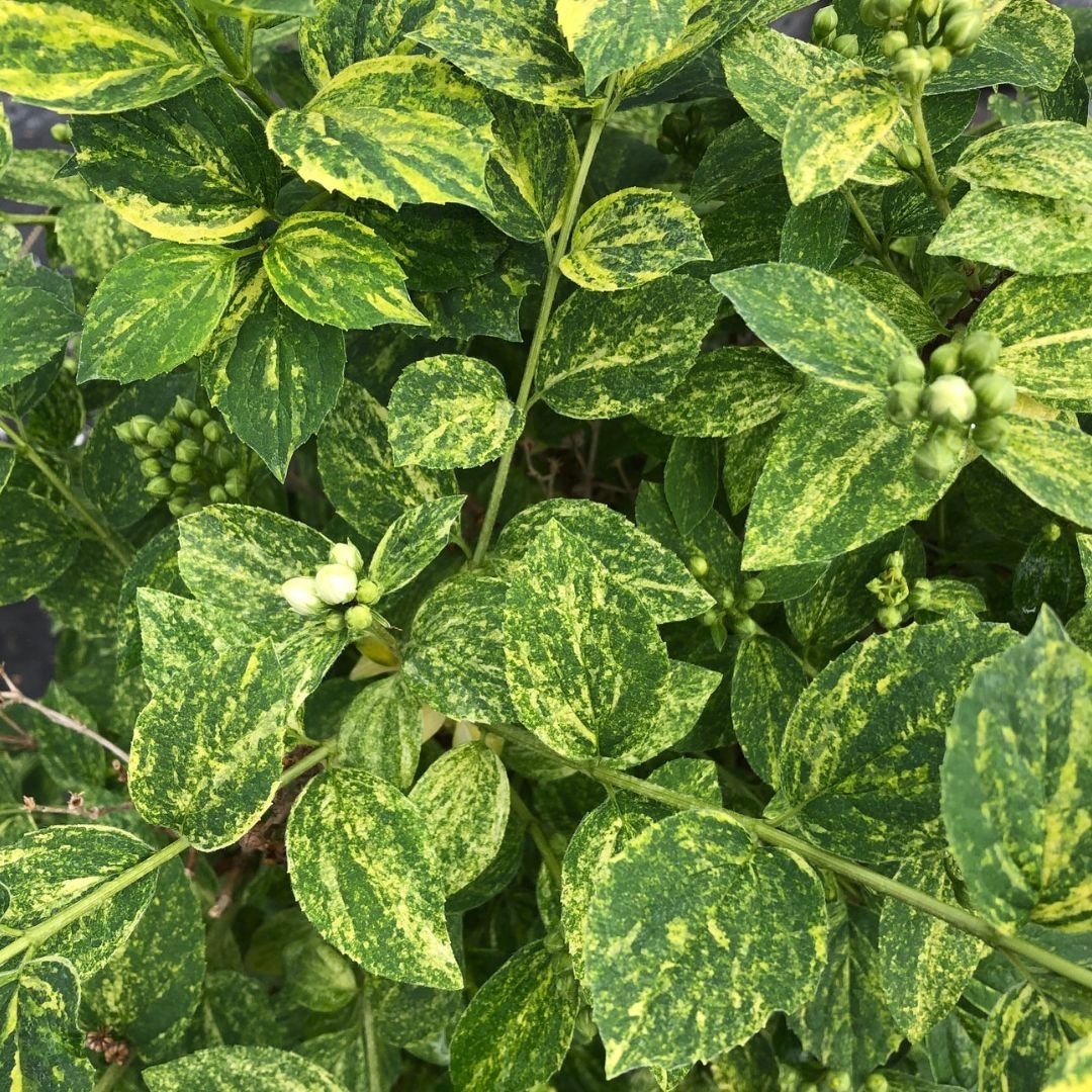 Illuminati Sparks Mock Orange Shrub - America's Gardens Nursery
