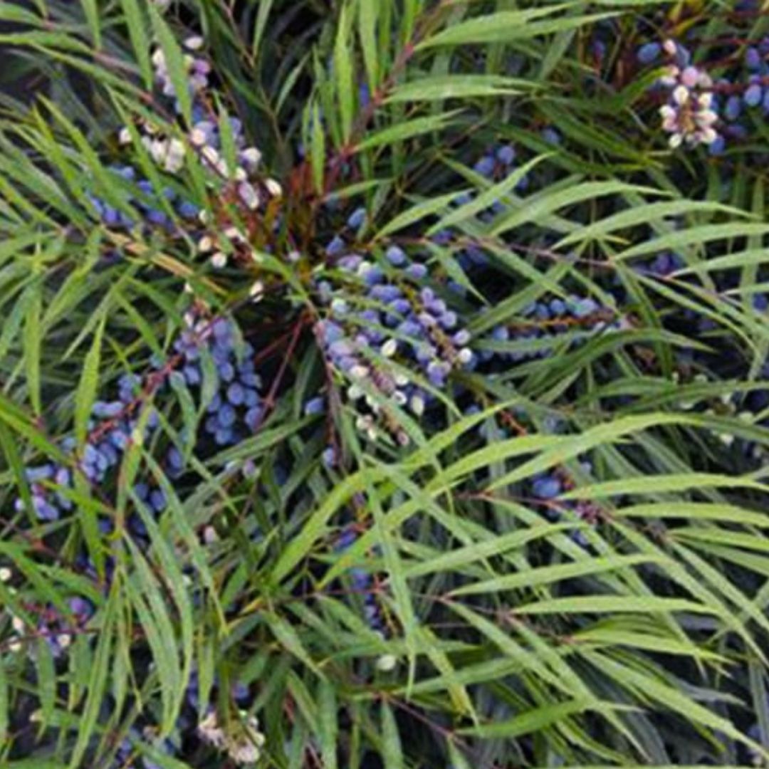 Indigo Flair Mahonia - America's Gardens Nursery