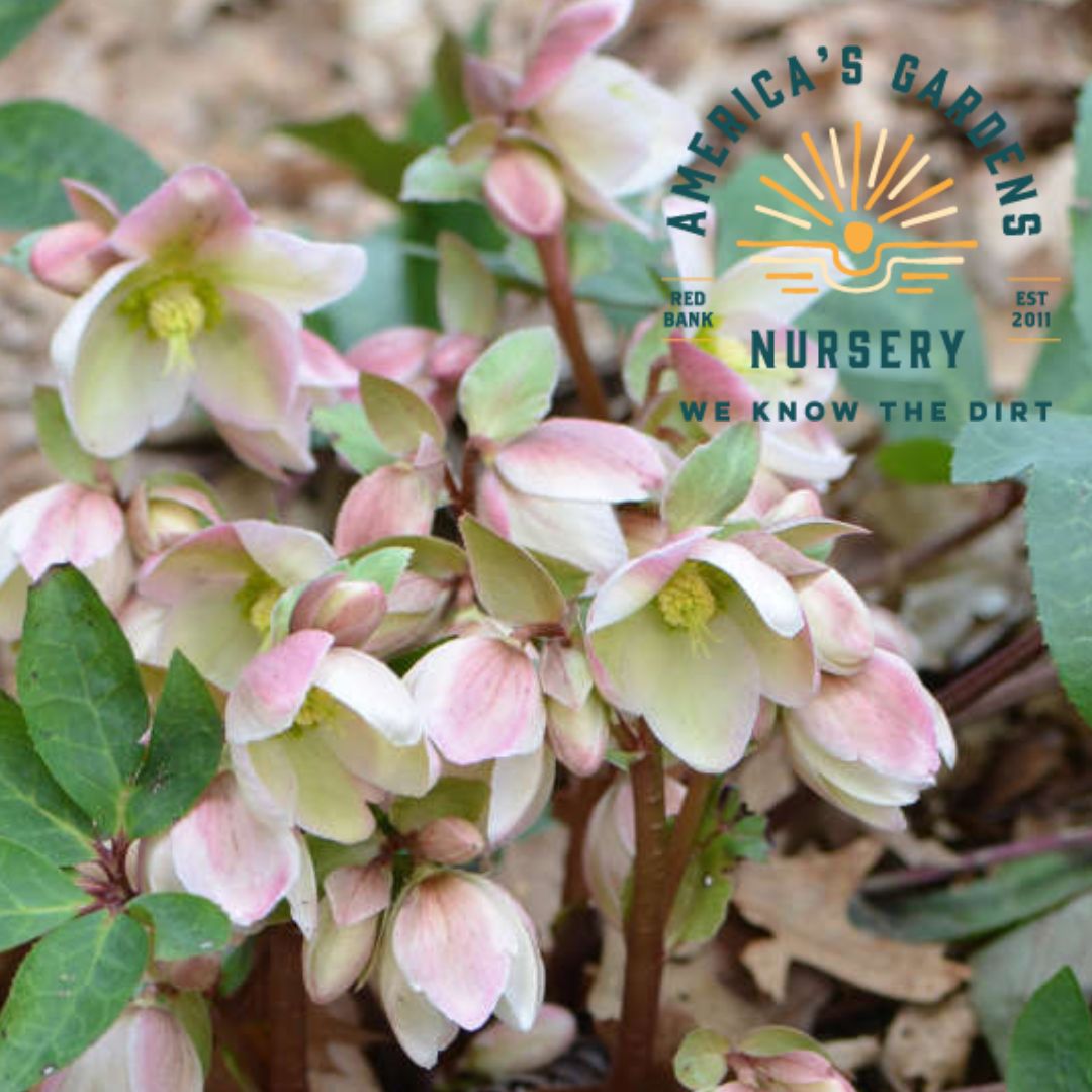 Ivory Prince Helleborus (Lenten Rose) - America's Gardens Nursery