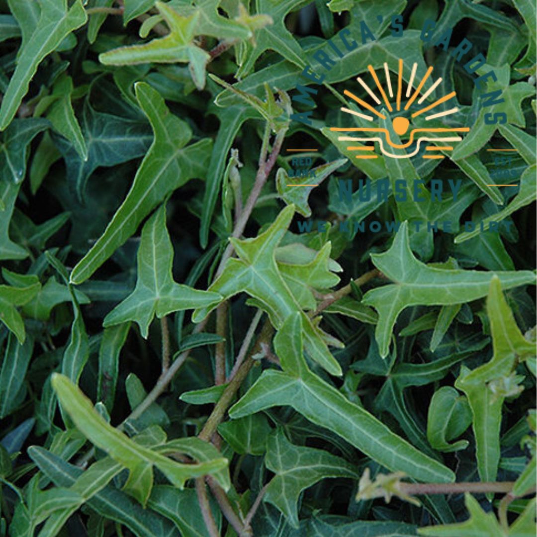 Ivy - America's Gardens Nursery