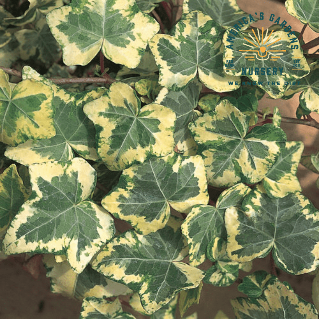 Ivy - America's Gardens Nursery