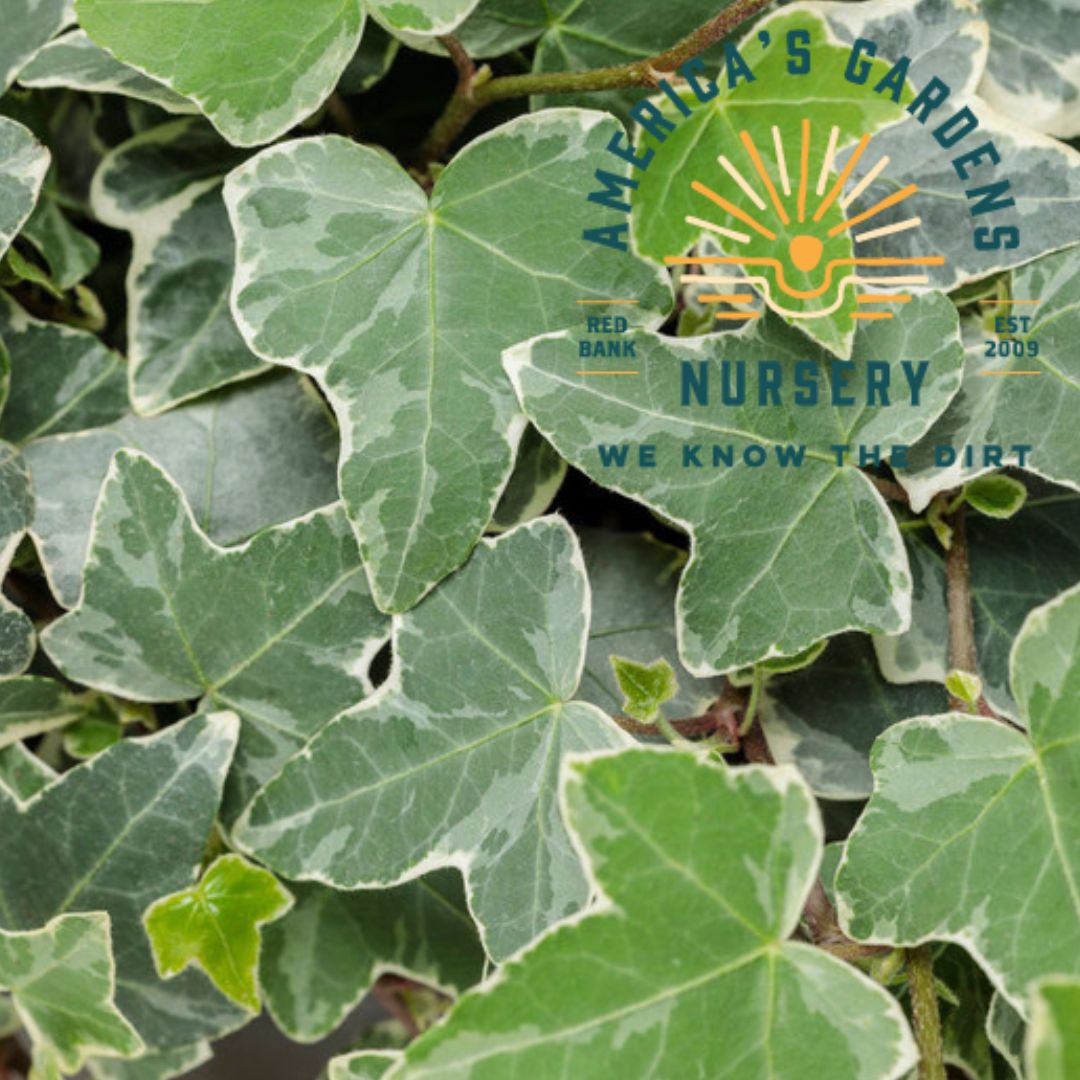 Ivy - America's Gardens Nursery