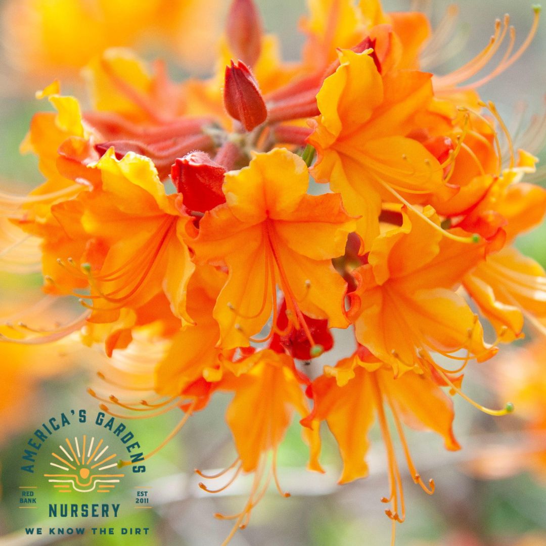 Jackpot Native Azalea - America's Gardens Nursery