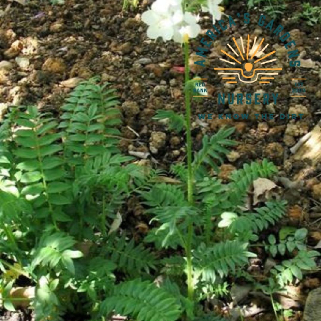 Jacob's Ladder - America's Gardens Nursery