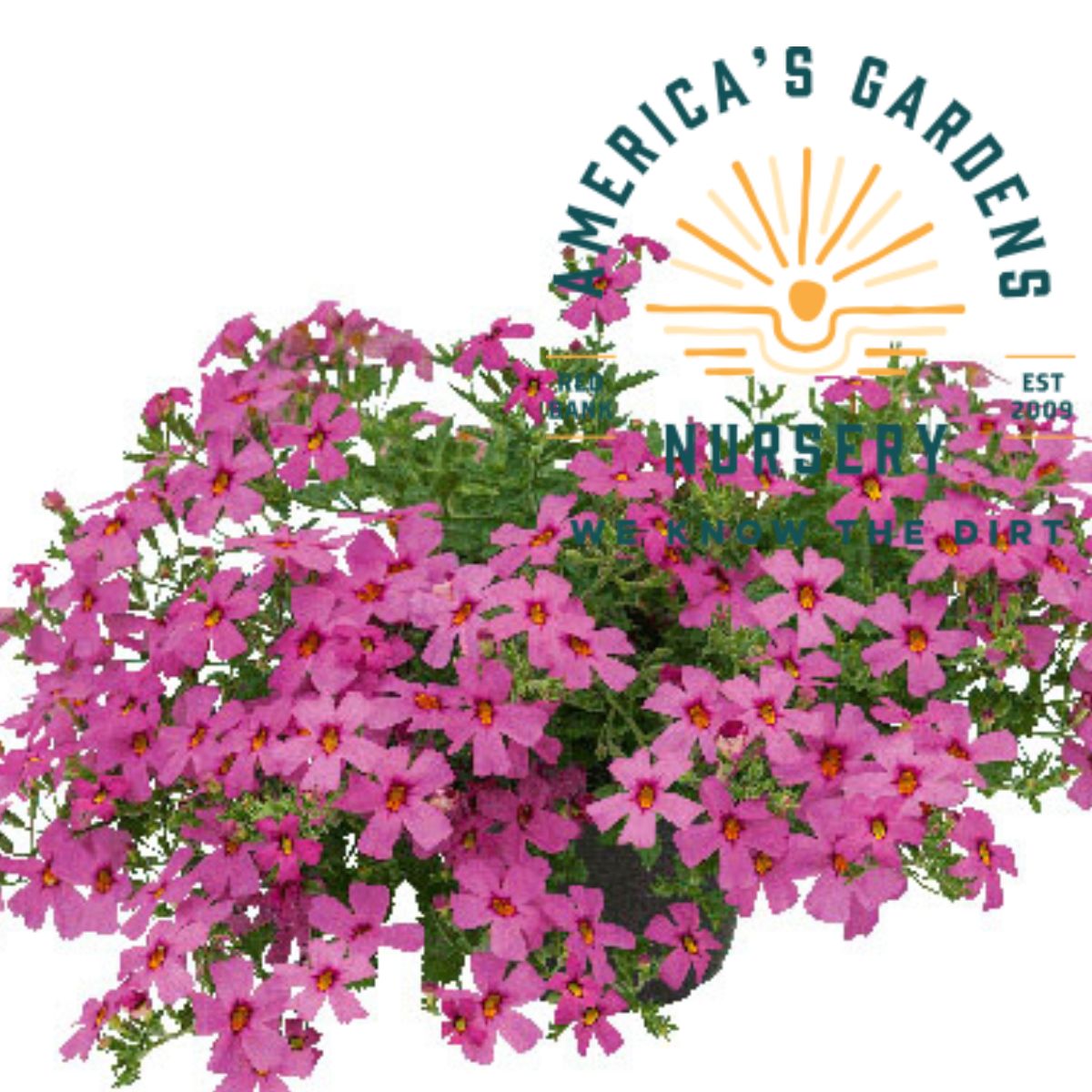 Jammin Pink Jamesbrittenia (South African Phlox) - America's Gardens Nursery