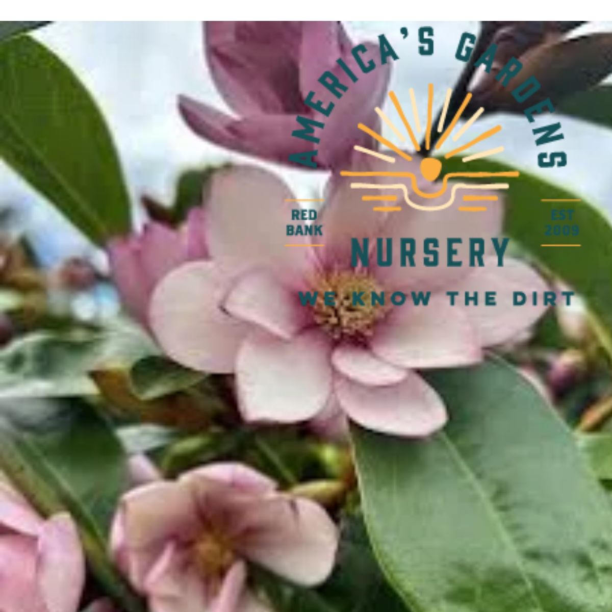Jane Magnolia - America's Gardens Nursery