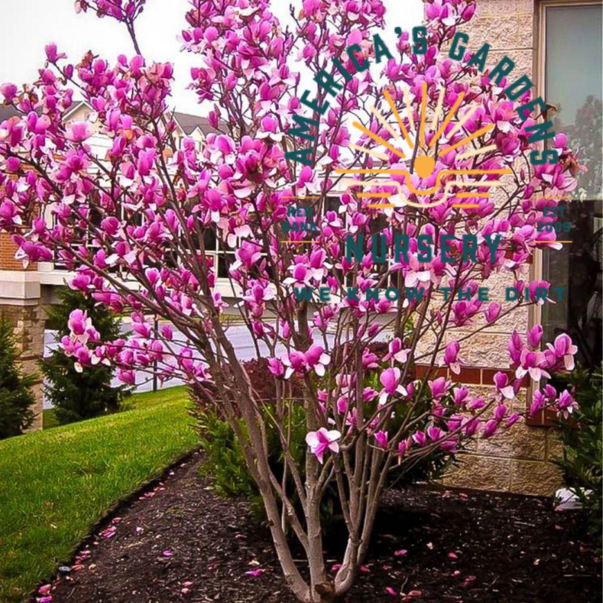 Jane Magnolia - America's Gardens Nursery