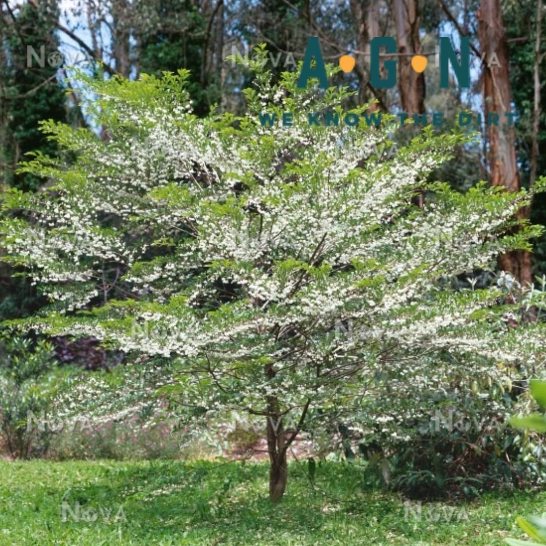 Japanese Snowbell Tree - America's Gardens Nursery