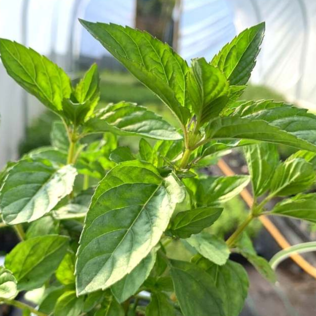 Jessica's Sweet Pear Mint - America's Gardens Nursery