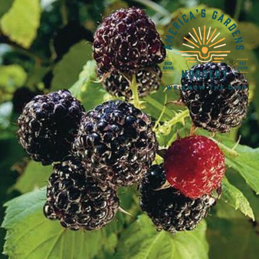 Jewel Black Raspberry - America's Gardens Nursery