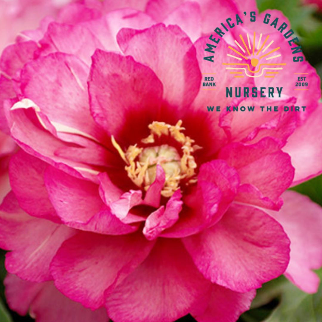 Julia Rose Itoh Peony - America's Gardens Nursery