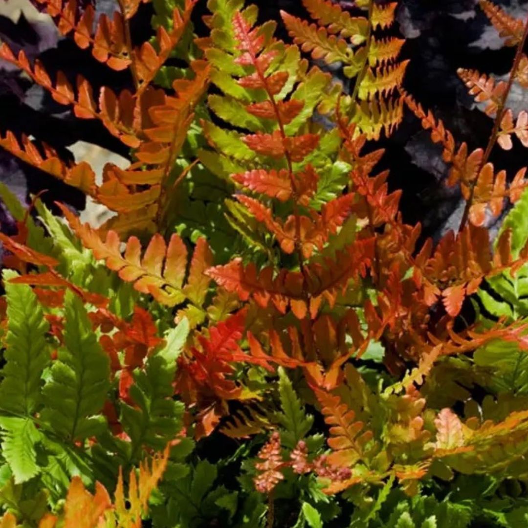 Jurassic Gold Wood Fern - America's Gardens Nursery