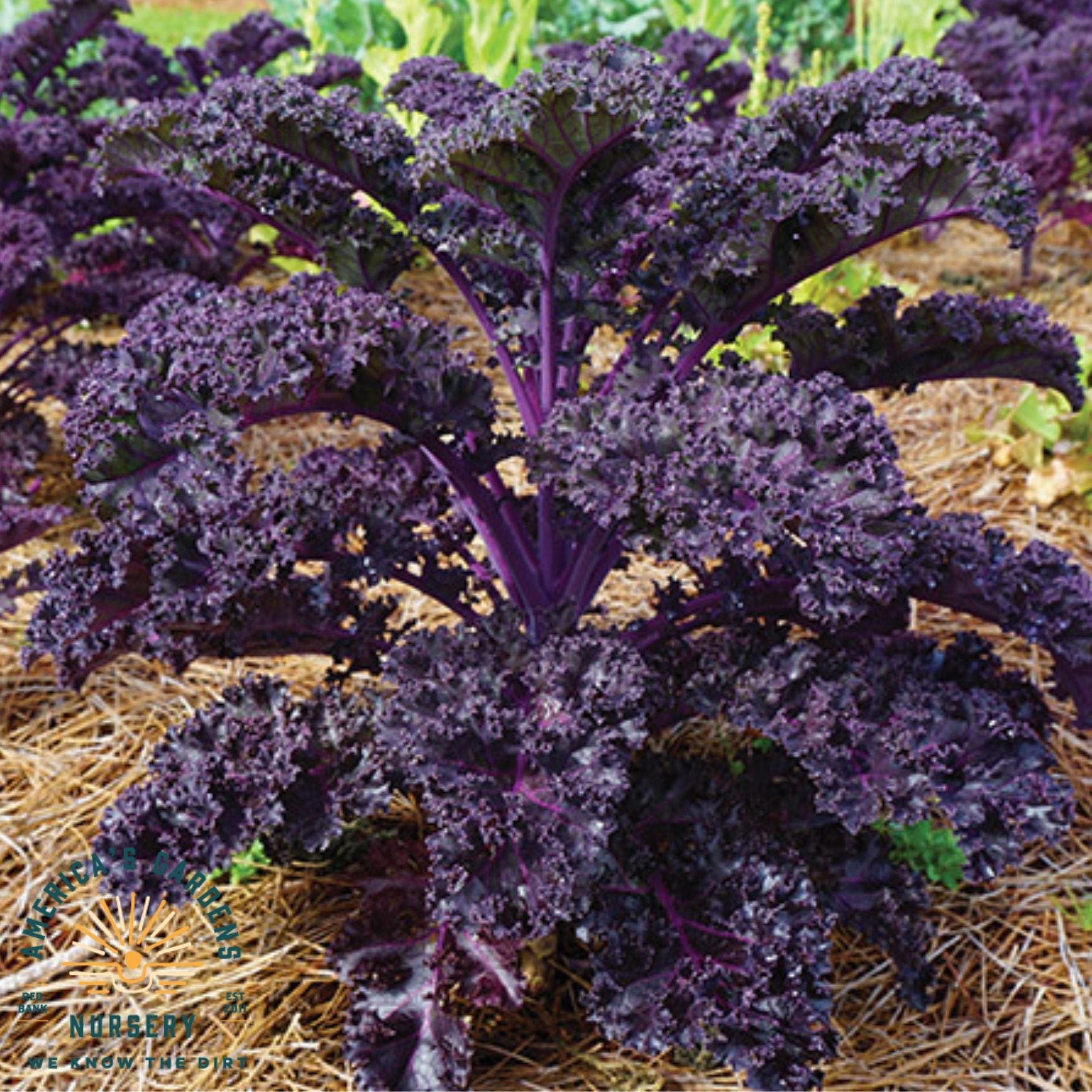 Kale Red Bor - America's Gardens Nursery
