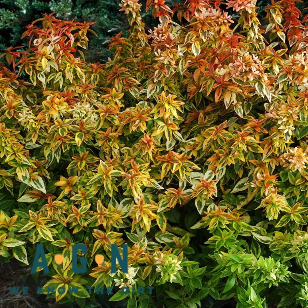 Kaleidoscope Abelia - America's Gardens Nursery